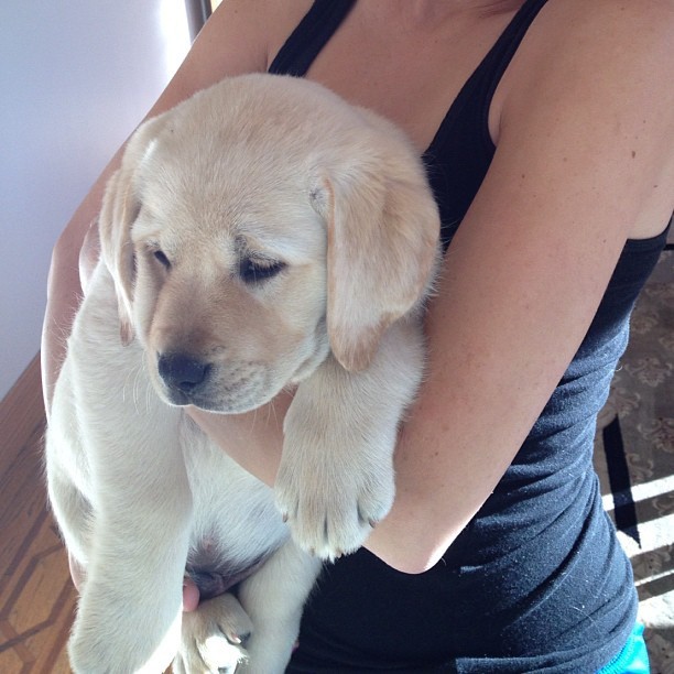 There's a new puppy in the house! #adorable #puppy #lab