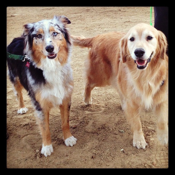 We love our fuzzy ones- Kai and Lily @KYazdi #dogs #australiansheperd #goldenretriever