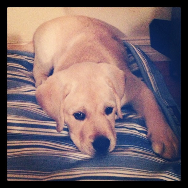Another photo of the little rascal #puppy #labrador