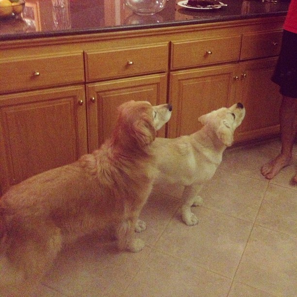 The puppies want ice cream too! #dogs #puppy #Lily #goldenretriever #labrador