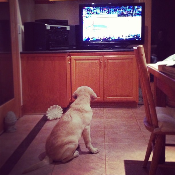 Winston watching the Laker game LOL #labrador #puppy @Lakers #lakers