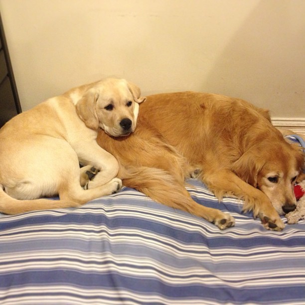 This is just too cute! Lily  and Winston the Troublemaker #dogs #lilypuppy #puppy #goldenretriever #labrador