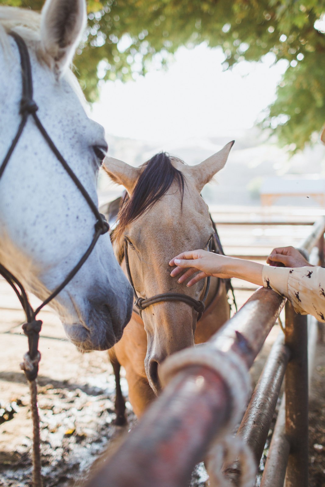 A Western Themed Stay at the Alisal Guest Ranch & Resort by Travel Blogger Laura Lily | 5 Easy Ways to Improve Your Life Right Now by popular Los Angeles life and style blogger Laura Lily: image of a woman petting a horse. 