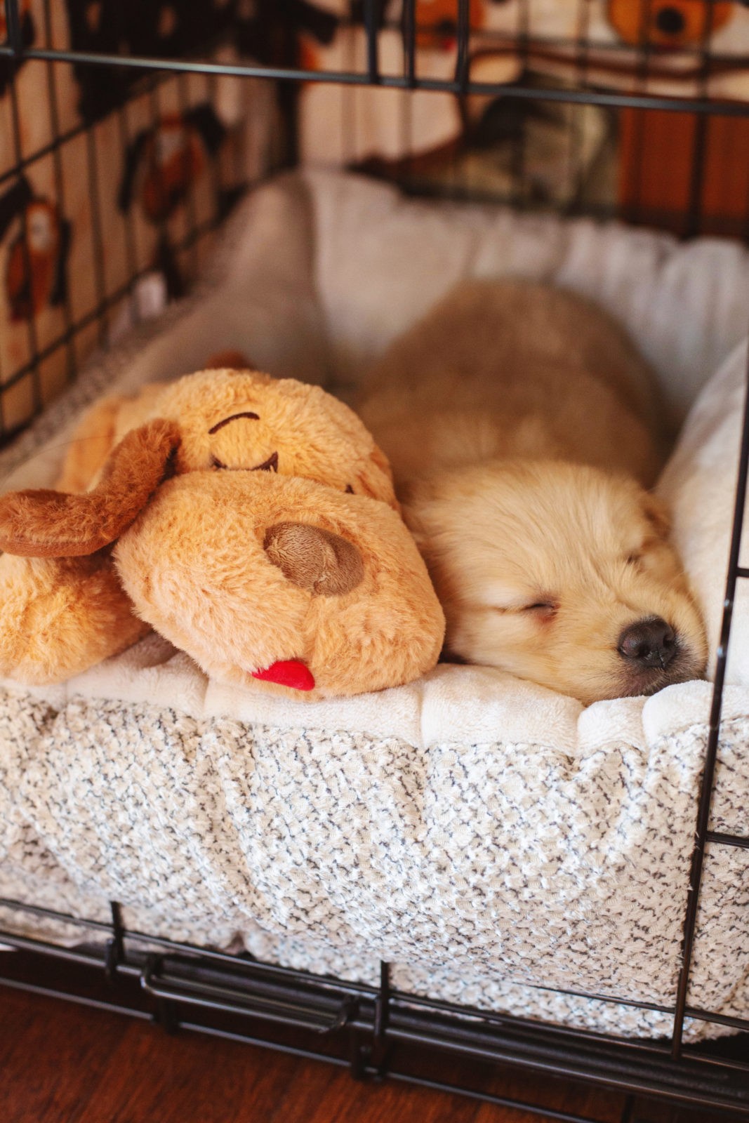 New Puppy Essentials, New Puppy Checklist, Golden Retriever Puppy, Los Angeles Lifestyle Blogger Laura Lily, Snuggle Puppy,