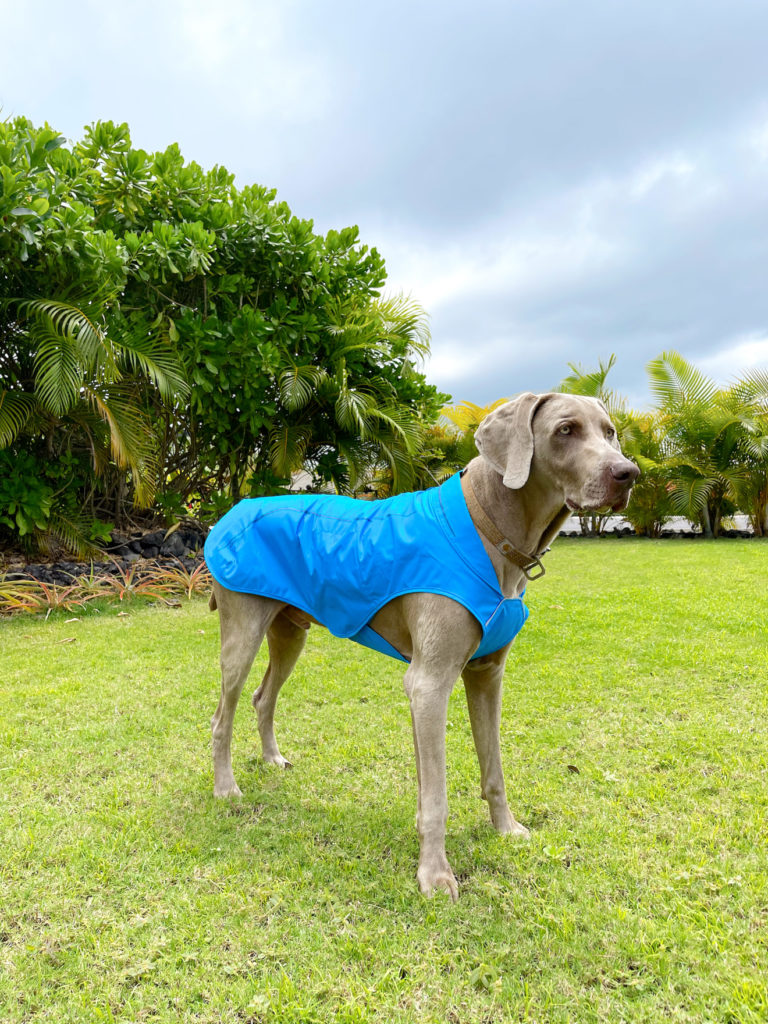 What to Pack for Hawaii by Travel Blogger Laura Lily, Backcountry Dog Gear
